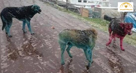 "كلاب ملونة" تثير مواقع التواصل في تركيا
