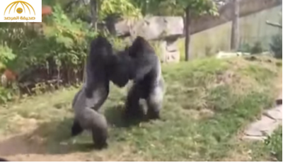 بالفيديو: شاهد معركة حامية بين ذكري غوريلا في حديقة حيوان
