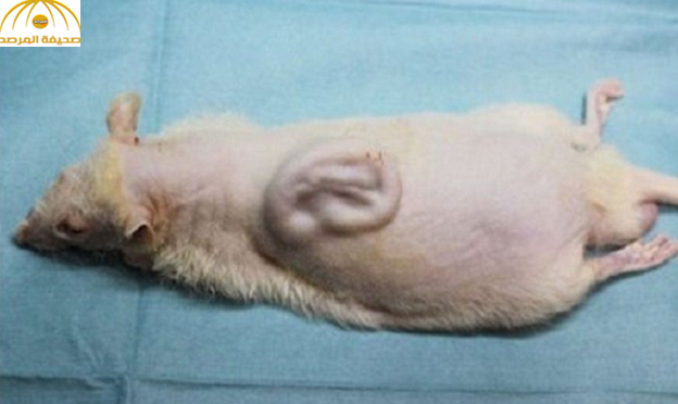 علماء اليابان ينبتون أذنا بشرية على ظهر فأر