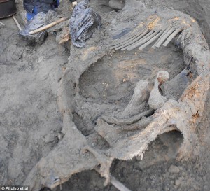 302BAF7300000578-3399806-The_discovery_of_a_weapon_marks_on_a_Siberian_woolly_mammoth_car-m-19_1452797450409