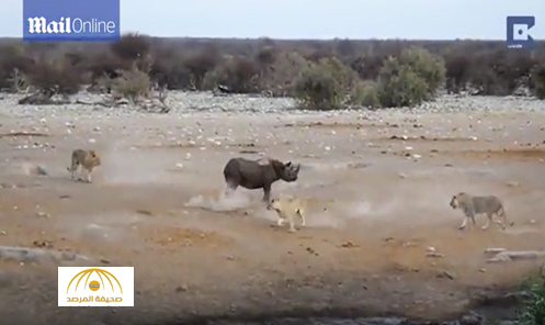 شاهد: أنثى وحيد القرن تتغلب على 3 أسود جائعة