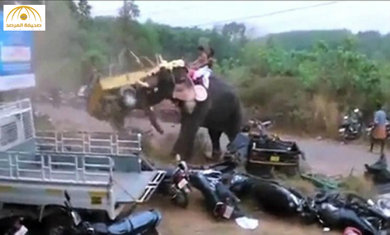 بالفيديو:فيل هائج يحطم كل ما يجده أمامه في الهند