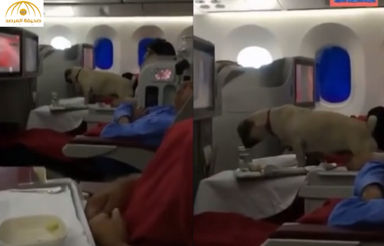 كلب يتسبب بإقالة رئيس شركة الطيران المغربية بأمر ملكي-فيديو