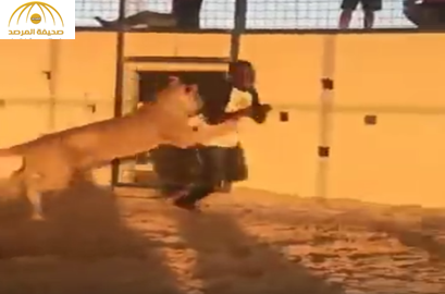 بالفيديو: أسد يهاجم رجل داخل قفص