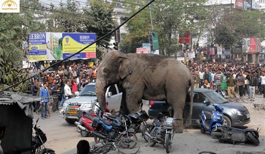 بالفيديو: فيل يزرع الرعب والدمار في مدينة هندية