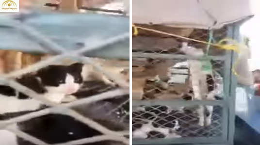 "الأمانة" تكشف حقيقة فيديو ضبط قطط بأحد مطاعم جدة ــ فيديو