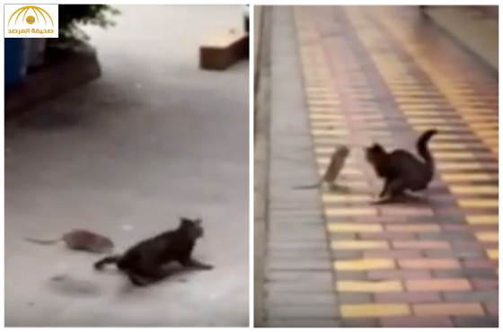 بالفيديو و الصور:فأر يطارد قطاً مذعوراً