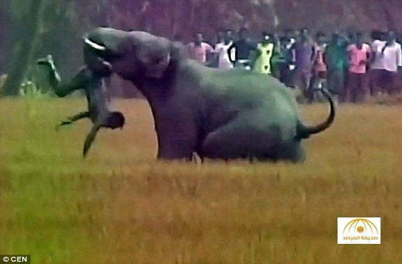 بالفيديو والصور: فيل غاضب يقتل رجل بالهند