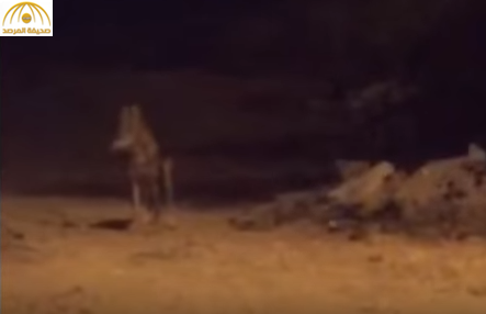 بالفيديو: ذئب يتجول في أحد أحياء الرياض منذ أسبوعين ويثير الذعر بين الأهالي