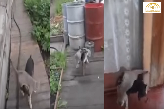 بالفيديو:كلب يضبط قطة "سكرانة" ويعيدها للمنزل!