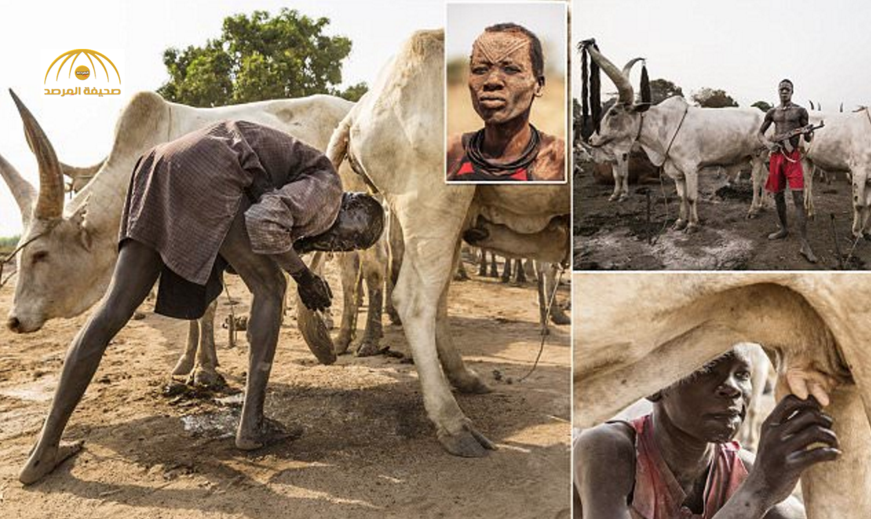 بالصور: سكان بلدة بجنوب السودان يعالجون أمراضهم ببول البقر و شجر الخوخ
