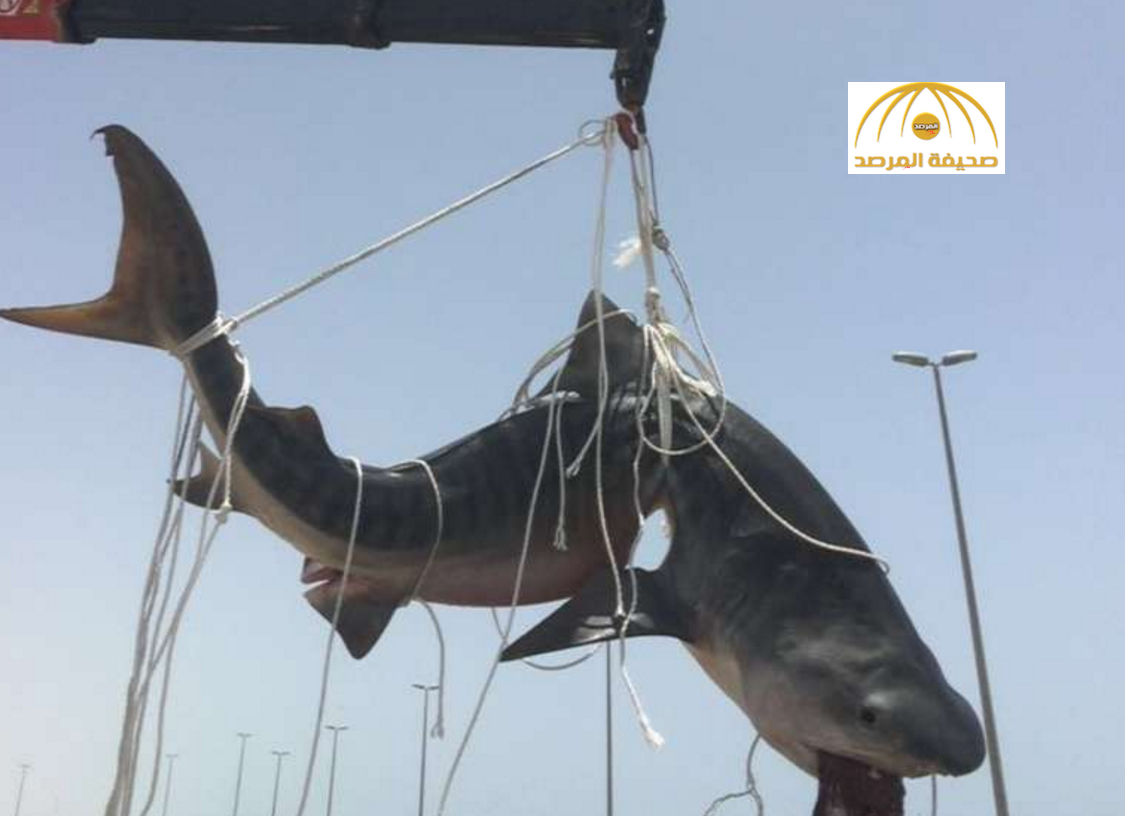 بالفيديو : صياد يتمكن من الإمساك بسمكة قرش ضخمة بـ"ونش"