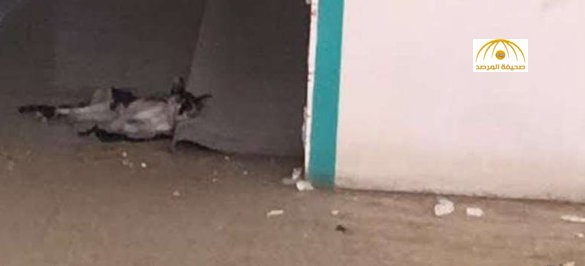 فيديو: إنقاذ قطة محتجزة داخل محل مغلق منذ 3 أشهر في جازان