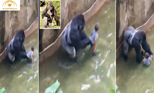 فيديو: حرّاس حديقة حيوان يقتلون "غوريلا" نادرة لإنقاذ طفل