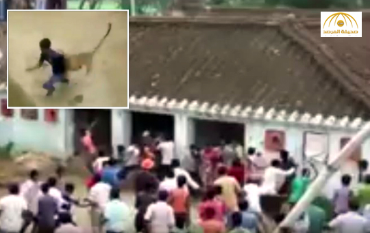 بالفيديو : قرية هندية تعيش يوم مرعب بسبب فهد