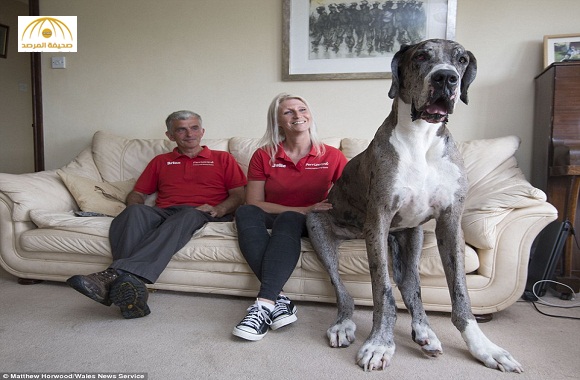 بالصور: شاهد..أطول وأضخم كلب بالعالم