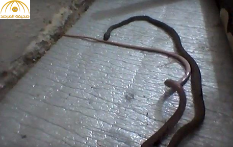 بالفيديو: ثعابين سامة تهاجم إحدى الاستراحات بعفيف