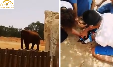 بالفيديو: فيل يقتل طفلة مغربية بطريقة غريبة!