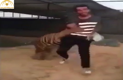 بالفيديو: نمر يهاجم  مواطن وينهش قدمه.. ومغردون:نتيجة طبيعية للهياط