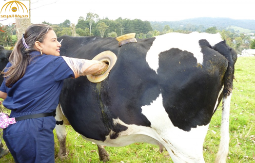 بالصور: تعرف على السرّ وراء عمل ثقب كبير في أجساد الأبقار!
