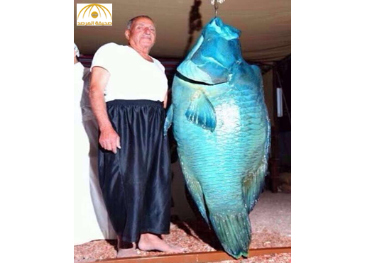 بالصورة: سمكة بطول الإنسان وتزن 58 كيلو جراماً من أعماق سواحل تبوك
