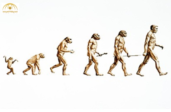 نظرية جديدة " القرد أصله إنسان"... وليس العكس!