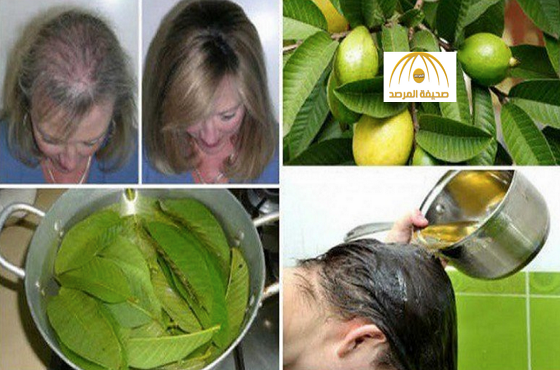 وصفة من أوراق الجوافة تُوقف تساقط الشعر 100٪ وتجعله ينمو بشكل “جنونيّ”!