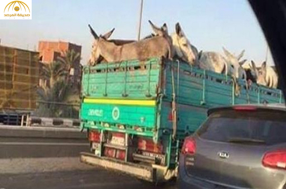 شاحنة كبيرة محملة بالحمير تصل إلى القاهرة!؟