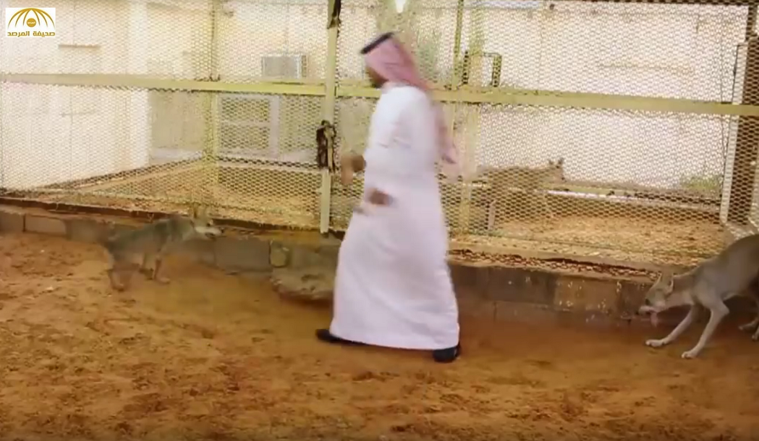 بالفيديو: مواطن يكشف سر تربيته ذئاباً عربية في منزله بعد أن روّضها ويوضح: أصبَحَت تلهو مع أطفالي!