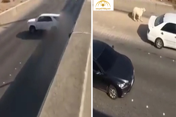 بالفيديو: شاهد كيف كاد “خروف عيد” أن يتسبب في كارثة على طريق سريع بالرياض