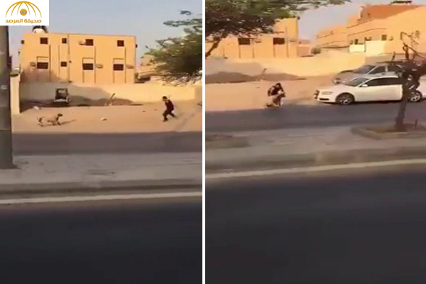 بالفيديو : شاهد ماذا حدث لخروف هرب من مالكه على طريق سريع