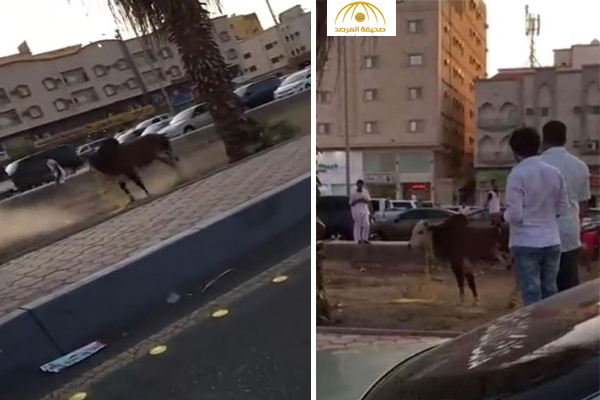 بالفيديو : شاهد لحظة مطاردة ثور هائج في جدة