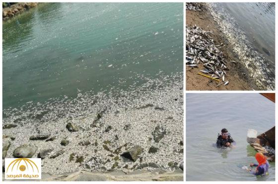 بالصور: إغلاق بحيرة النورس يتسبب في نفوق آلاف الأسماك بكورنيش جدة