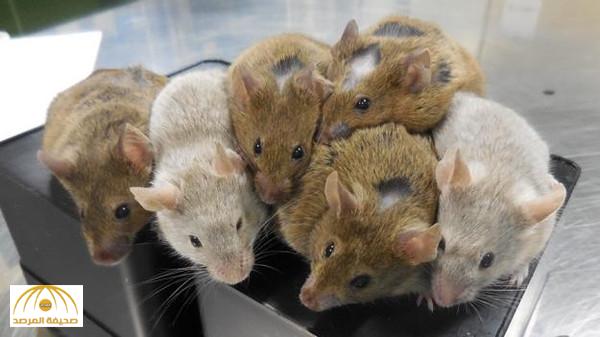 عالم ياباني يحل مشكلة العقم بعد توليد فئران من خلايا جلدية بدون رحم