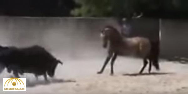 بالفيديو : شاهد  حصان "يصارع" ثوراً هائجاً!
