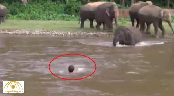 بالفيديو : شاهد كيف تصرَّف فيل عند رؤية رجل يغرق في النهر
