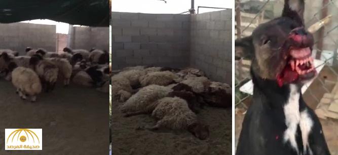 بالفيديو : صاحب مزرعة يقتل كلباً مسعوراً فتك بـ 70 رأساً من أغنامه بالرياض
