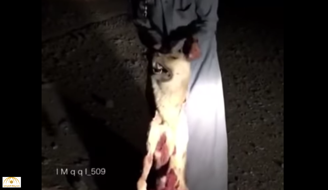 بالفيديو : مصرع "ذئب" على يد مواطن بعدما هاجمه أثناء نومه