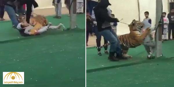 بالفيديو : لحظة هجوم نمر على طفلة في سكاكا