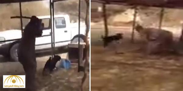 فيديو لمواطن يقتل كلب بوحشية يثير استياء نشطاء مواقع التواصل