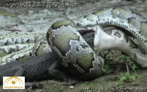 شاهد .. فيديو مرعب لثعبان عملاق يبتلع تمساحا كبيرا وهو حي