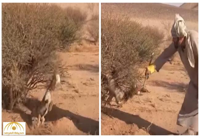 بالفيديو:شاهد رجل يساعد ثعلباً علق في إحدى الأشجار