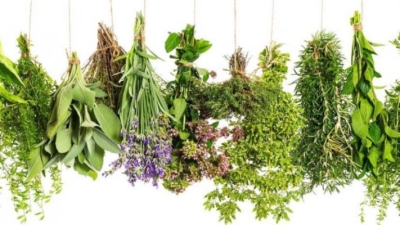 A popular type of aromatic herb that destroys cancer cells, fights aging, and treats depression