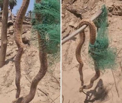 Huge Snake Found in Al-Awja Nursery: Shocking Video Footage Reveals Terrifying Discovery