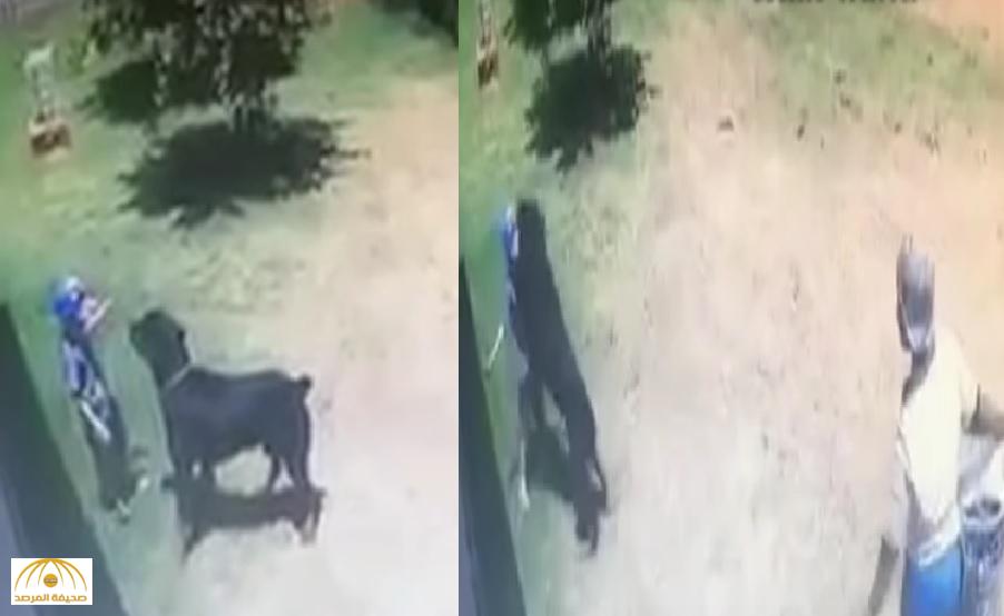 شاهد كيف هاجم هذا الكلب طفلا بوحشية داخل حديقة منزل