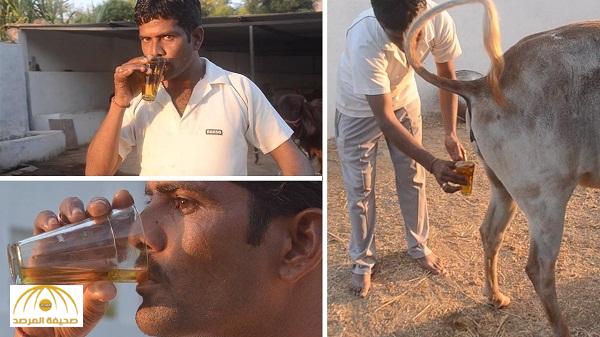 فيديو .. الهندوس في الهند يكافحون الأمراض بشرب “ بول البقر ”