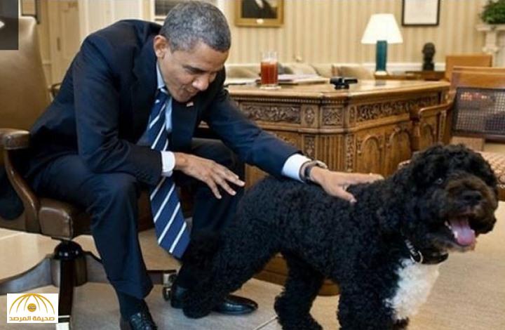 بالصور: كلب أوباما يعض فتاة داخل البيت الأبيض.. وطبيب الرئيس الأمريكي: "الجرح خطير"