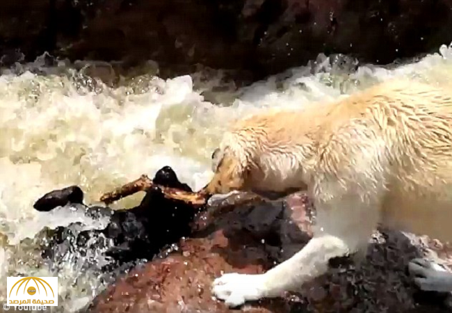 بالفيديو:كلب ينقذ آخر من نهر خطير في الأرجنتين بأعجوبة
