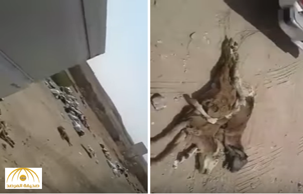 بالفيديو: مواطن يضبط يمني يسحب "حيوانات نافقة" على طريق القصيم تمهيدا لطبخها وتقديمها للزبائن