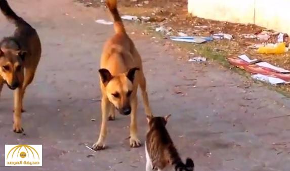 على طريقة المصارعة الحرة .. بالفيديو : قط  يهاجم كلبين بضربة مزدوجة
